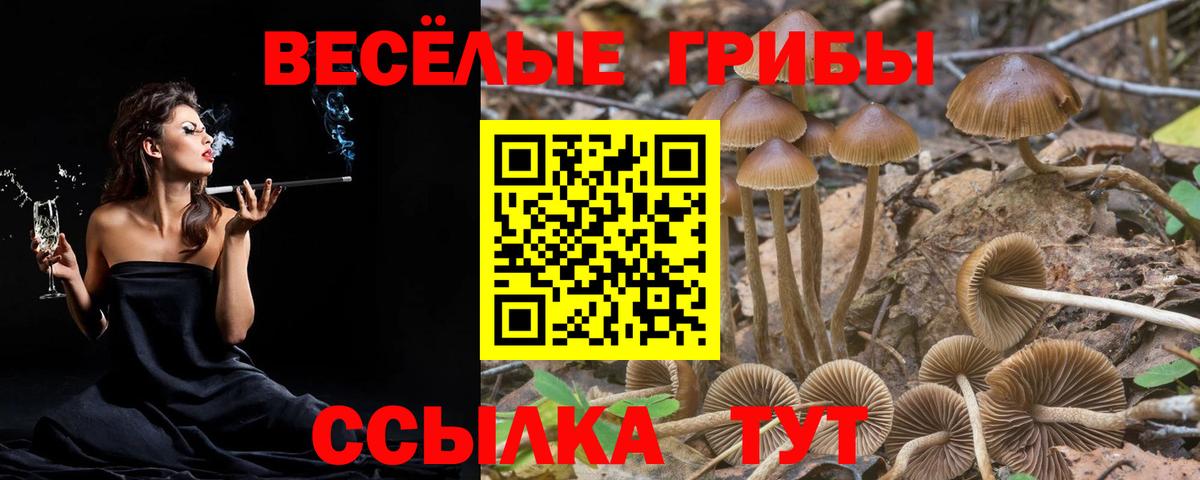 Псилоцибиновые грибы GOLDEN TEACHER Буйнакск